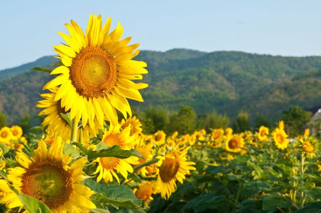 Brykiet z łuski słonecznika zyskuje popularność jako tańszy opał